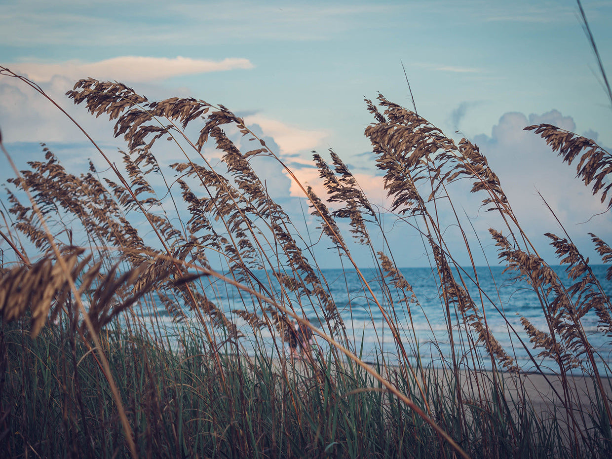 Feel the Air, Wear the Breeze:  The Brizch Tee with Coastal Soul